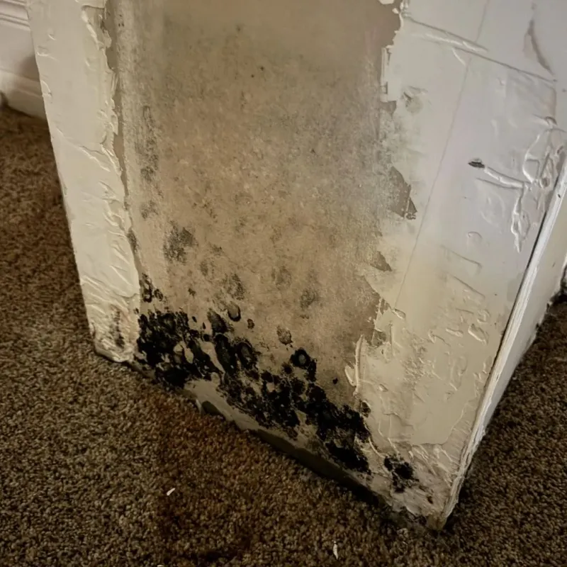 Professional Mold Removal in Polk County, TN